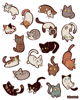 أنواع القطط